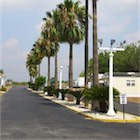 Palm trees thrive in our sub-tropical South Texas climate.